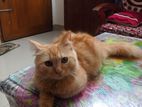 Persian Cat