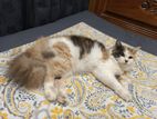 Persian cat