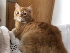 Persian Cat