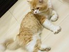 Persian cat