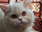 Persian Cat