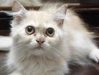 Persian Cat