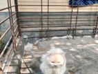Persian Cat
