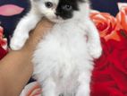 Persian Cat