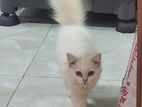 Persian cat