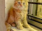 Persian Cat