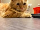 Persian Cat
