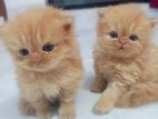 Persian cat