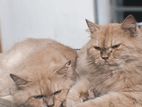 Persian Cat