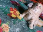 Persian Cat
