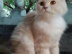Persian cat