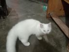 Persian cat