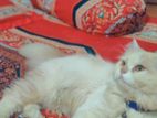 Persian Cat