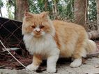 Persian Cat