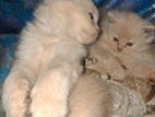 Persian Cat