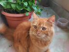 Persian Cat