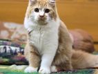Persian Cat