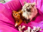 Persian cat