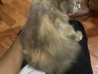 Persian Cat