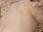 Persian cat