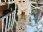 Persian Cat