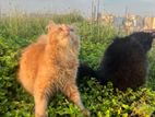 Persian Cat