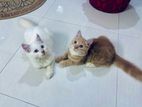 Persian Cat