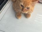 Persian Cat