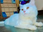 Persian Cat