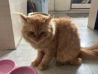 Persian Cat