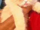 Persian Cat