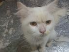 Persian Cat