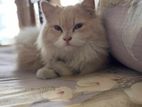 Persian Cat