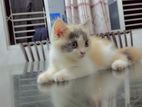 Persian cat