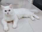Persian Cat