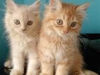 persian cat
