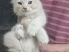 Persian cat