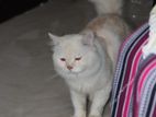 Persian Cat