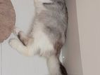 Persian Cat
