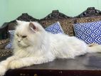 Persian Cat