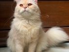 persian cat
