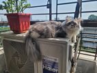 Persian Cat