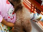 Persian cat