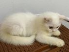 Persian Cat