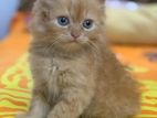 Persian Cat