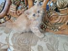 Persian cat