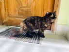 Persian Cat