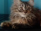 Persian Cat
