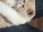 Persian Cat
