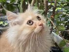 Persian Cat